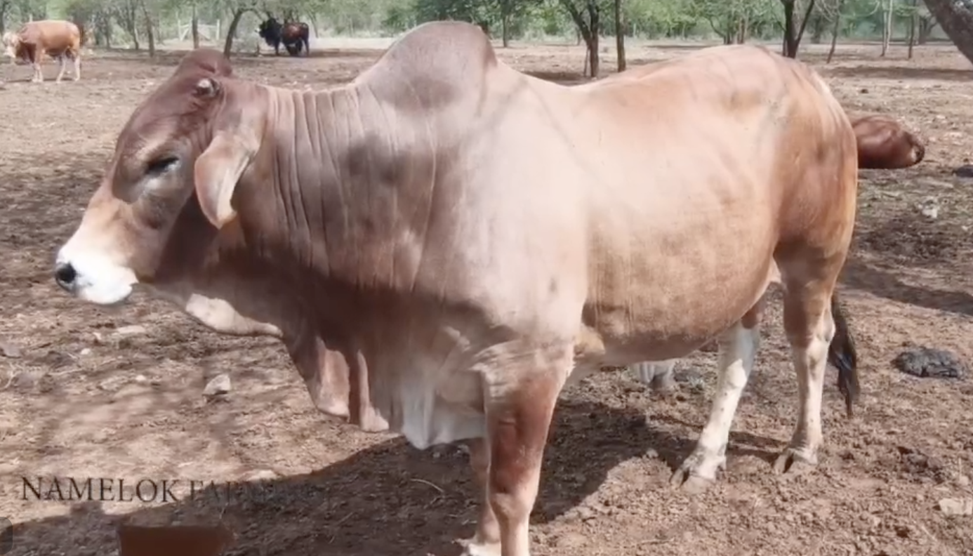 dhani bull